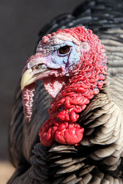 Turkey animal. Very closeup image of a turkey #Sponsored , #Ad, #AFFILIATE, #animal, #image, #closeup, #Turkey Turkey Animal Photography, Turkey Photography Bird, Turkey Bird Photography, Cool Animal Photography, Turkey Anatomy, Turkey Reference, Turkey Drawings, November Food, Turkey Animal