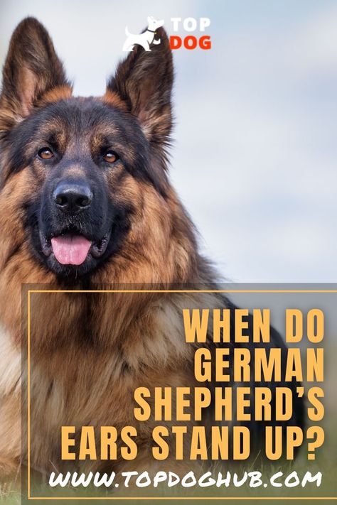 German Shepherds are known to be very intelligent, easy to train, protective, and obedient. This breed of dog is also known for its robust features and pointy ears. #germansherds #dogtips #dogguides #dogslife #doglover #topdoghub German Shepherd Ears, Backyard Activities, Pointy Ears, Dog Activities, Backyard Fun, German Shepherds, Outdoor Play, German Shepherd, Dog Training