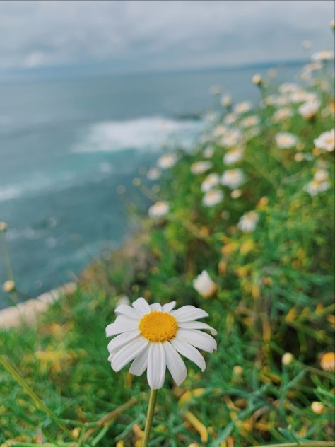 Common Daisy, Original Prints, Daisy, Natural Landmarks, Film, Plants, The Originals, Flowers, Travel