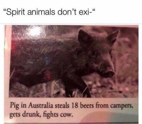 Funny Drinking Memes, Drinking Memes, Spirit Animals, Dc Memes, Monkeys Funny, Drinking Humor, Memes Humor, Getting Drunk, Funny Animal Memes