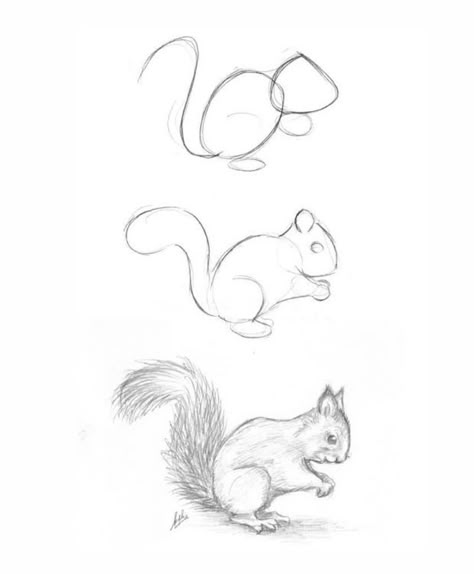 Beginner Animal Drawing, How To Sketch Animals Step By Step, How To Draw Realistic Animals Step By Step, Forest Animal Drawings Easy, Drawing Ideas Animals Sketches Pencil, Animals Step By Step Drawings, How To Draw Whimsical, Animal Sketches Step By Step, How To Draw Squirrels