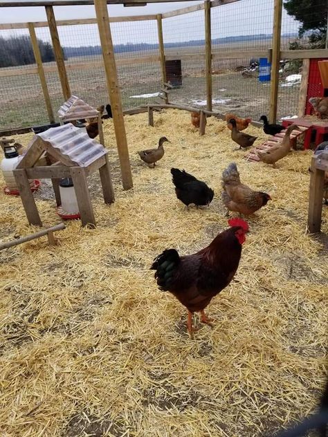 Chicken Feed Cover, Chicken Food Cover, Alternative Chicken Feed, Feed Chickens Scraps, Bulk Chicken Feed Storage, Feeding Chickens Scraps, Chicken Feed Diy, Chicken Tunnels, Chicken Barn