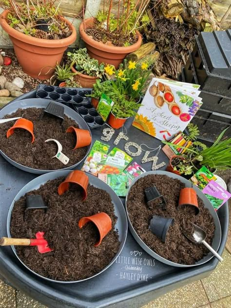 Life Cycle Eyfs, Growing Tuff Tray Ideas, Planting Tuff Tray, Reggio Spring Provocations, Planting And Growing Eyfs Activities, Growing Eyfs Activities, Eyfs Growing Topic, Garden Ideas Preschool, Flowers Eyfs