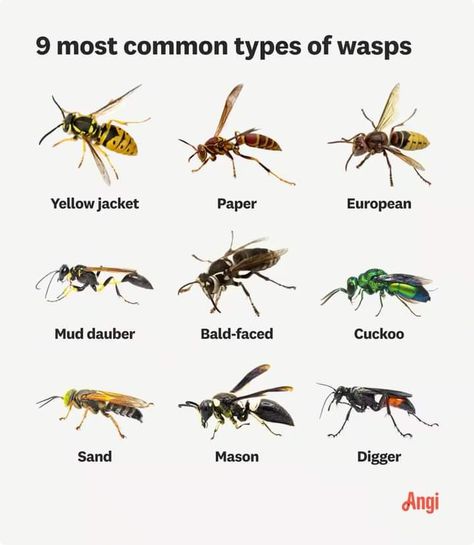 Types Of Wasps, Garden Remedies, Garden Pests, Wasp, Bugs, Insects, Benefits, Bugs And Insects