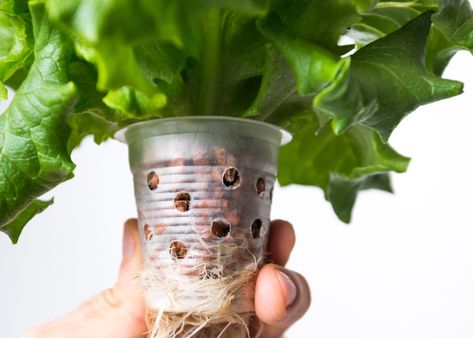 Diy Indoor Hydroponic Garden, Hydro Plants, Kratky Hydroponics Diy, Hydroponic Lettuce Diy, Hydroponics Lettuce, Hydroponics Diy Indoor, Hydroponic Lettuce Indoor, Mason Jar Hydroponics Diy, Hydroponics In The Classroom