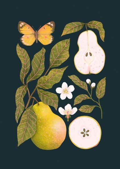 Art Deco Ideas, Big Art, Realism Art, Plant Illustration, Fruit Art, Wildlife Art, Botanical Illustration, Black Background, Art Wallpaper