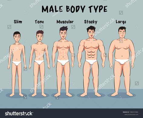 Male Body Types, Mens Body Types, Male Body Shapes, Male Body Drawing, Ideal Male Body, Types Of Body Shapes, Gym Workout Guide, Body Type Drawing, Okinawa Flat Belly Tonic