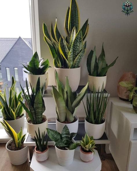 Inside Plants Decor, Pinterest Plant, Snake Plant Care, نباتات منزلية, Inside Plants, Best Indoor Plants, Plant Decor Indoor, Interior Plants, Plant Aesthetic