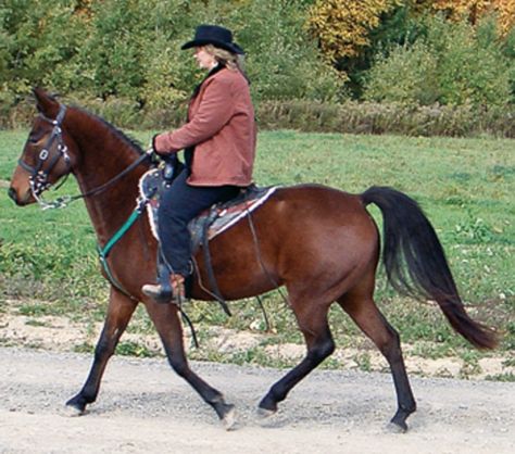 Centered Riding, Riding Ideas, Gait Training, Western Dressage, Equestrian Clothes, Tennessee Walking Horse, Horse Info, Walking Horse, Natural Horsemanship