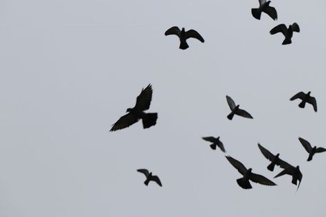 Black Birds Flying in Circles Meaning: 11 Spiritual Meanings Black Bird Meaning, Black Birds Flying, Crows Circling, Circle Meaning, Crow Meaning, Crows Flying Aesthetic, Birds Circling In The Sky, Crow Photography Flying, Black Bird Fly