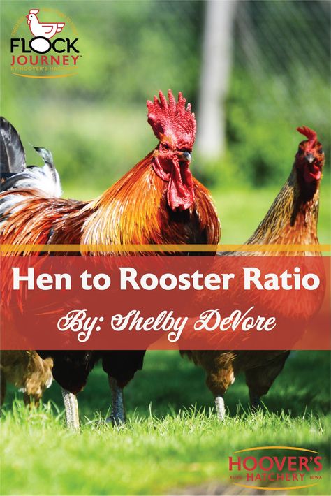 "You’ve decided that you want to raise backyard chickens. Now, the question of what you need to get comes up. Many people are quick to choose a breed, but often overlook a very important question- “How many hens and roosters do I need?” Find the answer to this question and more information about roosters here 🐓🥚🐔 Rhode Island Red Rooster, Wyandotte Hen, Rhode Island Red Hen, Chicken Raising, Rooster Breeds, Bred 4, Chicken Care, Chicken Farming, Hatching Chicks