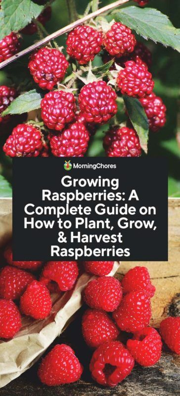 Raspberry Bushes, Raspberry Bush, Growing Raspberries, Raspberry Plants, Home Vegetable Garden, Growing Fruit, Diy Tags, Food Garden, Fruit Garden