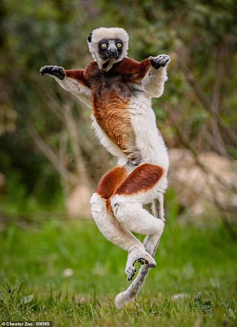 VIDEO: Rare dancing lemurs strut their stuff at Chester Zoo | Daily Mail Online Animal Extinction, Zoo Animal Photography, Zoo Animal Enrichment, Columbus Zoo And Aquarium, Zoo Photos, Chester Zoo, Zoo Ideas, 9 December, After 4