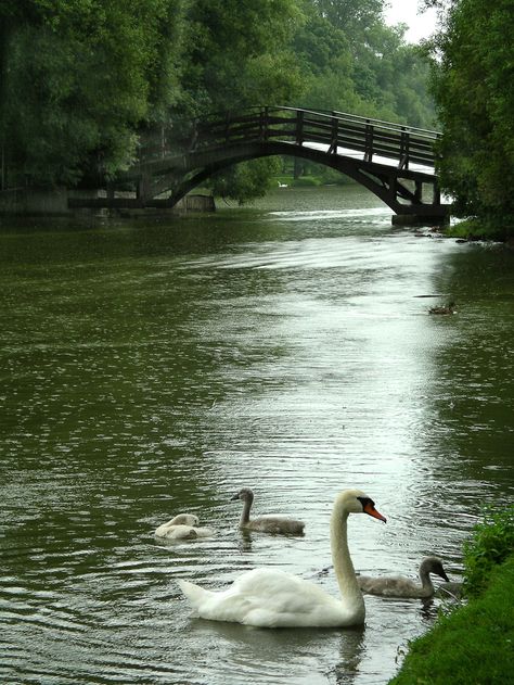 Stratford, Ontario Canada. A beautiful little town, had  a picnic lunch by the river and went to a play. Stratford Festival, Stratford Ontario, Mute Swan, Beautiful Swan, O Canada, Swan Lake, A Bridge, Swans, Pretty Places