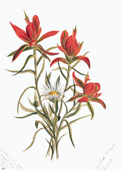 Indian Paintbrush flower psd botanical illustration | premium image by rawpixel.com / George Paintbrush Flower, Red Wildflowers, Indian Paintbrush, Free Illustration Images, Indian Painting, Botanical Art Prints, Tattoo Cover, Garden Print, Vintage Landscape