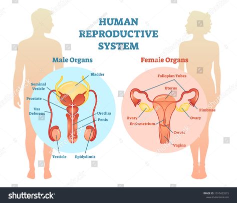 Reproductive System Project, Human Reproductive System, Female Reproductive System Anatomy, Anatomi Dan Fisiologi, Human Reproduction, دورة شهرية, Lap Book, Basic Anatomy And Physiology, Female Reproductive System