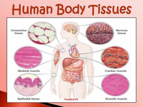 The tissues are a group of cells that have the same structure and perform different functions. Tissue comes from the Old French word verb, which means, ” to weave “. Muscular System Anatomy, Medical Terminology Study, Physical Therapy Assistant, Human Tissue, Basic Anatomy And Physiology, Cells And Tissues, Tissue Types, Human Body Anatomy, Medical School Studying