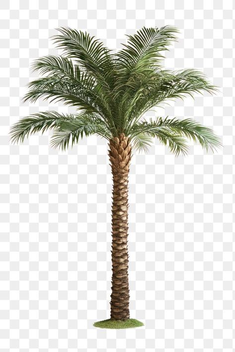 Palm Tree Illustration, Trees Illustration, Palm Tree Background, Palm Tree Png, Tree Photoshop, Plant Png, Basic Tattoos, Palmetto Tree, Tropical Trees