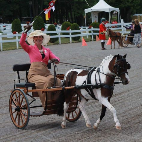 Carriage Driving Attire, Mini Horse Cart, Miniature Horse Trailer, Miniature Horse Tack, Horse Pulling Carriage, Medieval Wagons And Carts, Indian Horse Carriage, Victorian Horse Carriage, Horse Wagon