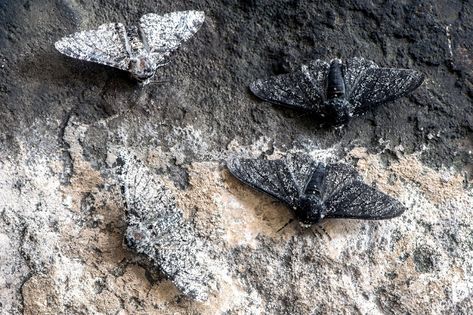 Peppered Moth, Tapetum Lucidum, Types Of Moths, Melanistic Animals, Moth Species, Bird Beaks, Animal Adaptations, Moth Caterpillar, Natural Selection