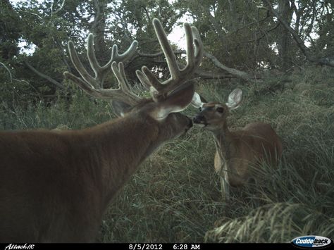 Aw, check out this buck and doe in North Dakota. Game Camera, Buck And Doe, Camera Photos, Oh Deer, Whitetail Deer, Silly Animals, Deer Hunting, North Dakota, Hunting Fishing