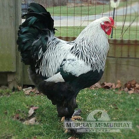 McMurray Hatchery Dark Brahma rooster Brahma Rooster, Incubating Chicken Eggs, Brahma Chicken, Breeds Of Chickens, Duck Breeds, Chicken Pictures, Chicken Life, Beautiful Chickens, Backyard Poultry