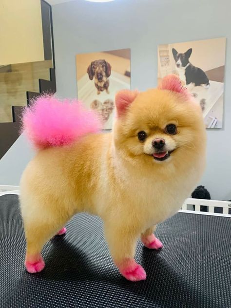 Pomeranian Dyed Hair, Dog Dyed Fur, Dye Dogs Fur, Dog Fur Dye, Dogs Dyed Hair, Dyed Dogs Hair, Dog Hair Color Ideas, Dog Hair Dye Creative Grooming, Creative Dog Grooming Dyes