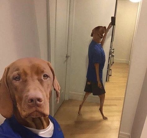 Weird Images, Dog Selfie, Cat Icon, Funny Dog Pictures, Weird Pictures, Weird Animals, Really Funny Pictures, Animal Memes, Dog Pictures