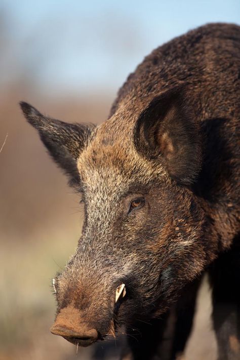 Stalking hogs isn't an easy task. (Russell Graves photo) Wild Hogs, Pig Hunting, Wild Boar Hunting, Boar Hunting, Deer Hunting Tips, Quail Hunting, Wild Pig, Hog Hunting, Wild Hog