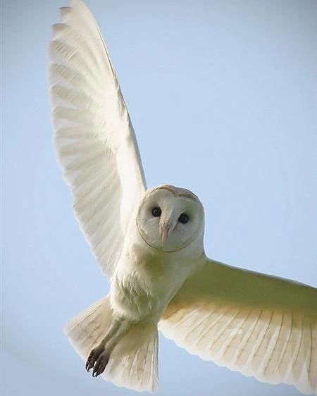 Flight Pictures, Owl Pics, Owl Flying, Owl In Flight, Owls Drawing, Owl Pictures, Beautiful Owl, White Owl, Owl Lovers