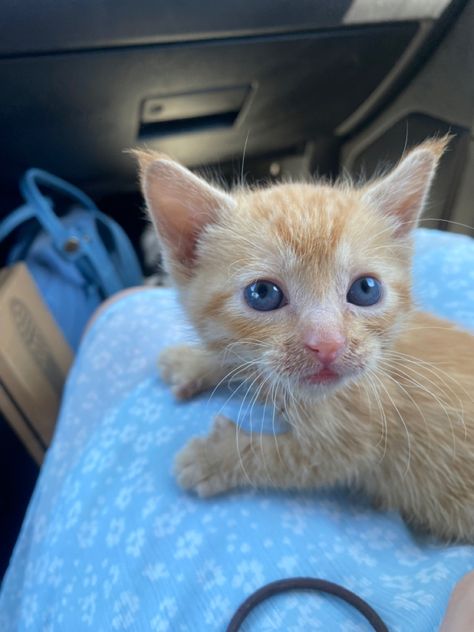 kitten orange cat cat with thumbs cute aesthetic Cat With Thumbs, Kitten Cute, Orange Kittens, Orange Baby, Makeup And Skincare, Baby Kittens, Cat Room, Orange Cat, I Love Her