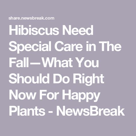 Hibiscus Need Special Care in The Fall—What You Should Do Right Now For Happy Plants - NewsBreak Hibiscus Care Outdoors, Hibiscus Plant Care Winter, Hibiscus Plant Care, Hibiscus Care, Touched By An Angel, Dishwasher Pods, Chocolate Festival, Harsh Winter, Hibiscus Plant