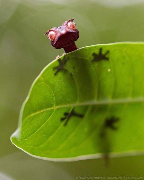 Noble Animals Satanic Leaf Tailed Gecko, Animal Story, Reptiles And Amphibians, Sweet Animals, Beetles, Animal Photo, Gecko, Nature Animals, Amphibians