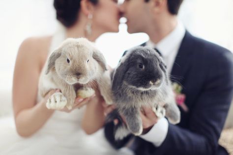 50 Too-Cute Ways to Honor Your Pet in the Wedding Plans | Brides.com Easter Wedding Ideas, Two Rabbits, Wedding Fotos, Bride Photoshoot, Wedding Pets, Pet Bunny, Photography 101, Baby Bunnies, 귀여운 동물