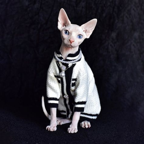 Cat Hairless, You're So Beautiful, Adoption Photos, Sphynx Cat Clothes, Winter Romper, Devon Rex Cats, Clothes Sweater, Cat Summer, Rex Cat