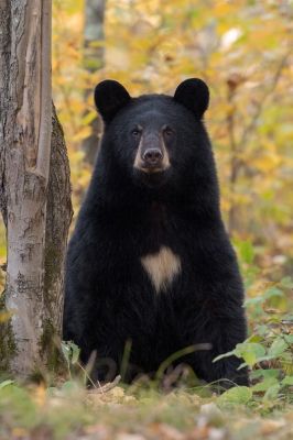 Gallery 5 | Bear Witness Images Bear Reference, Photo Ours, Black Bears Art, American Black Bear, North American Animals, Tattoo Nature, Bear Paintings, Black Bears, Bear Drawing