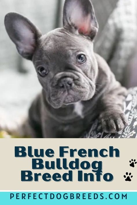 Blue French Bulldog, Grey French Bulldog Puppy, Toy French Bulldog, Blue Fawn French Bulldog, Grey French Bulldog, Blue French Bulldog Puppies, Merle French Bulldog, French Bulldog Names, French Bulldog Breed