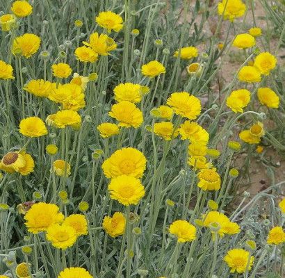 Desert Marigold - Horticulture Unlimited Desert Marigold, Names Of Plants, Growing Marigolds, Fast Growing Evergreens, Ground Covers, Southern Arizona, Drought Tolerant Landscape, Potato Vines, Paper Daisy