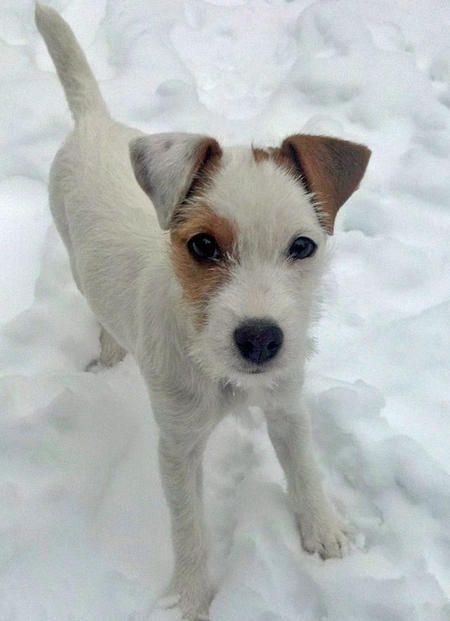 Cute Puppy Names, Organize Kids, Jack Russell Terriers, Parson Russell Terrier, Jack Russell Dogs, 100 Gift, Jack Russells, Love My Dog, Jack Russel