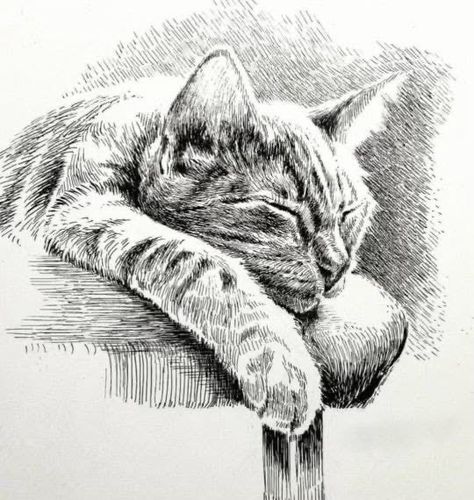 Cat Curled Up Drawing, Cat Pen Drawing, Realistic Cat Drawing, Kitten Playing, Fineliner Art, Cats Art Drawing, Pen Art Work, Cat Drawings, Ball Of Yarn