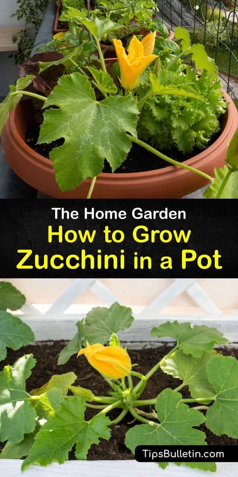 Growing Squash In Pots, Growing Zucchini In A Pot, How To Grow Zucchini In A Pot, Planting Zucchini In Pots, How To Grow Zucchini In A Container, How To Plant Zucchini Plants, Planting Squash In Containers, How To Prune Zucchini Plants, Zucchini Plants In Pots