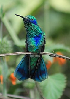 Sparkling Violetear, Hummingbird On Flower, Beautiful Hummingbirds, Birds Tropical, Flower Greeting Card, Strange Animals, Hummingbird Pictures, Easy Pixel Art, Hummingbird Art