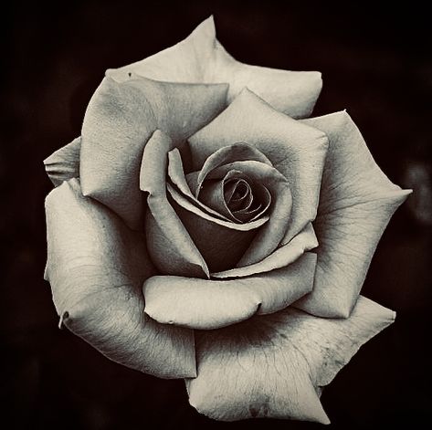 Black And Grey Rose Photography, Tattoo Ideas Realism, Realism Tattoo Ideas, Floral Reference, Plant Tattoos, Rose Book, Rose Ideas, Black And Grey Realism, Realistic Rose Tattoo