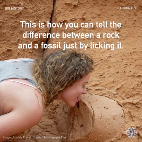 This is how you can tell the difference between a rock and a fossil just by licking it. #bighistory #archaeology #rocks #fossils #geology #paleontology #facts #Factionary Dinosaur Fossils Real, Fossil Rocks, Dinosaur Egg Fossil, Geology Rocks Mineral, Sciatica Stretches, Real Dinosaur, Fossil Hunting, Fossil Bones, Rocks And Fossils