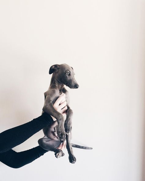 Ziggy The Blue Whippet on Instagram: “Such a beauty ❤️❤️ #ZiggyTheBlueWhippet” … #whippets Dog Symbolism, Blue Whippet, Whippet Puppies, Whippet Dog, Roman Mythology, Italian Greyhound, Spiritual Meaning, Whippet, Baby Dogs