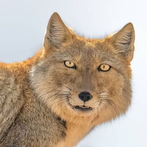 Tibetan Sand Fox Faces, Tibetan Fox, Fox Species, Cat Tree Plans, Fox Face, Animal Study, Pet Fox, Wild Dogs, Wolf Dog