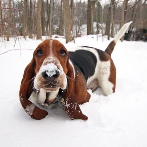 awww.. winter fun! Basset Dog, Basset Puppies, Basset Hound Puppy, Hound Puppies, Playing In The Snow, Basset Hound Dog, Bassett Hound, Hound Dog, Basset Hound