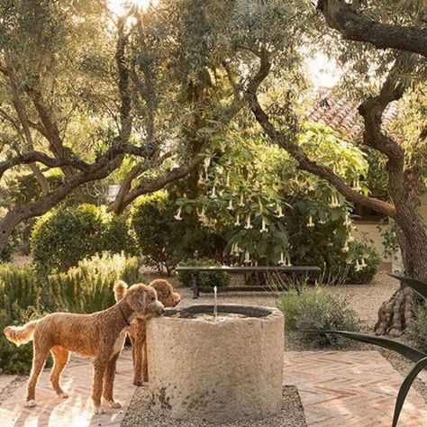 Scott Shrader, Dog Fountain, Dog Water Fountain, Creative Home Decor, Gorgeous Gardens, Backyard Decor, Water Fountain, Big Dogs, Front Yard Landscaping