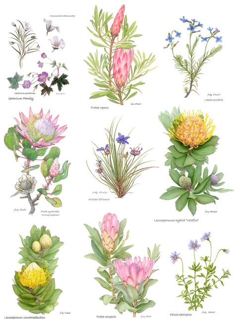 South African Wild Flowers, South African Flower Bouquet, Australian Native Flowers Illustration, Fynbos Illustration, Ancestry Tattoo, South African Flowers, Sustained Investigation, Culture Books, Flowers Australia