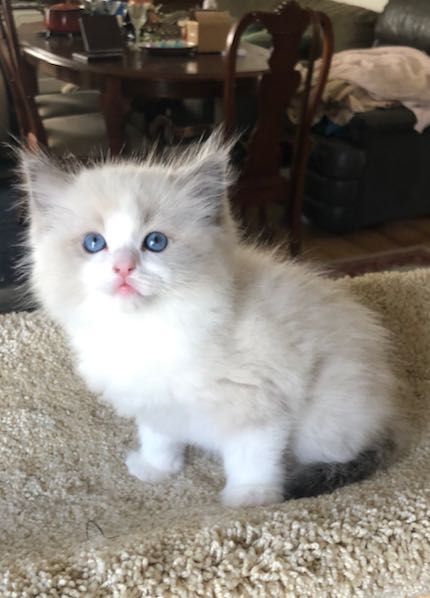 Munchkin Kittens For Sale, Ragdoll Kittens For Sale, Munchkin Kitten, Ragdoll Kittens, Kittens For Sale, Cat Breeder, Ragdoll Cats, Kitten For Sale, Ragdoll Kitten